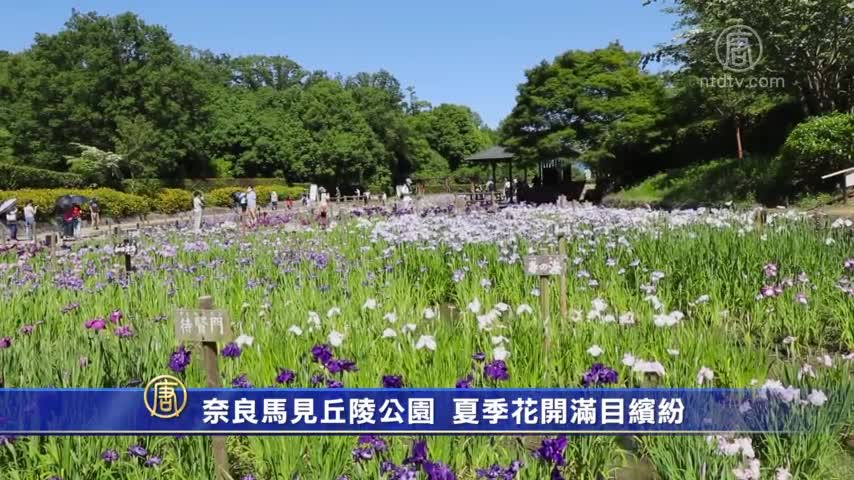 奈良马见丘陵公园夏季花开满目缤纷 夏季花卉 苜蓿 新唐人中文电视台在线