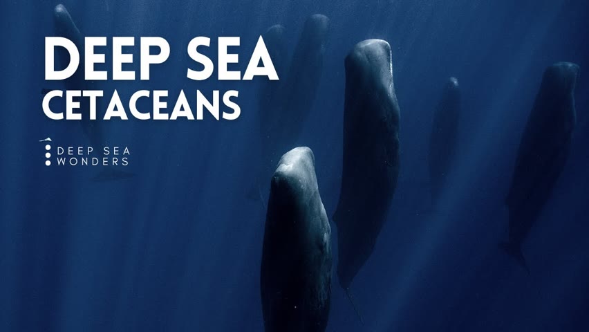 Cetaceans, the Giants of the Open Ocean