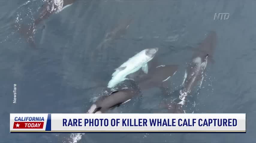 Photographer Captures Footage of Extremely Rare White Killer Whale Calf ...