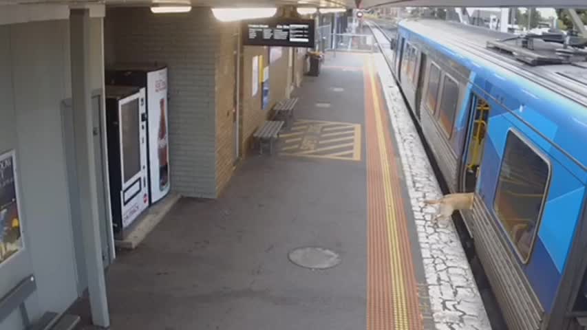 se permiten perros en los trenes de metro de melbourne