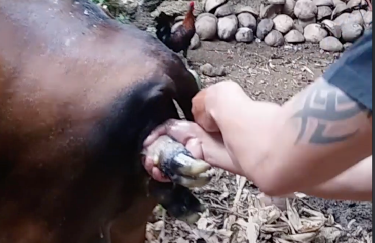 Pulling a Calf and Saving It_s Life
