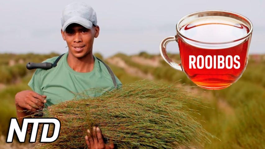 Sydafrikanskt Rooibos-te får unik regional status | NTD NYHETER
