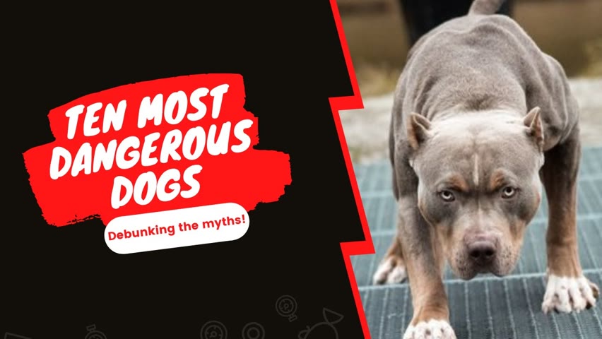 ANALYZING PETKEEN'S TEN MOST DANGEROUS DOG BREEDS!!!