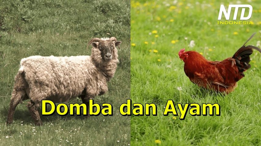 Kisah Domba dan Ayam