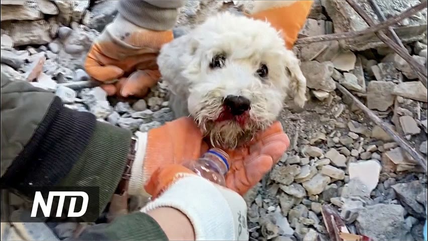Испуган, но жив: из-под завалов извлекли собаку. Видео из Турции.