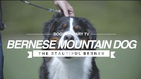 ALL ABOUT THE BERNESE MOUNTAIN DOG