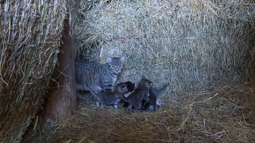 Snuggles & the Kitties 