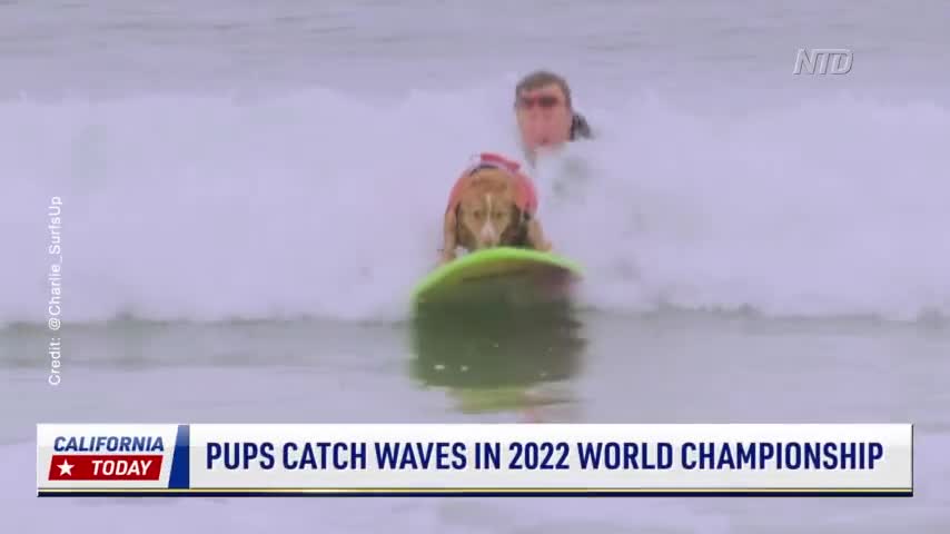 V1_WORLD-DOG-SURFING-CHAMPIONSHIP