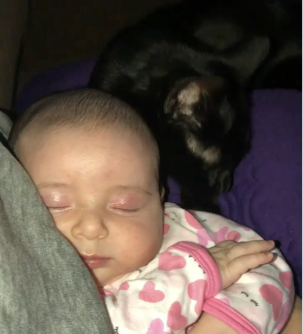 Cat and baby - Funny