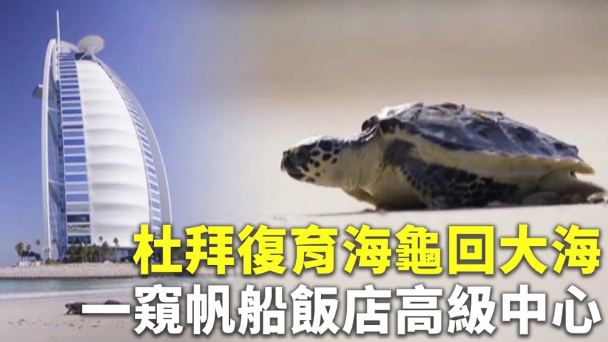 杜拜復育海龜回大海 一窺帆船飯店高級中心 - 野生動物保育 - 新唐人亞太電視台