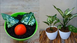 How to grow aglaonema from leaf simple and effective with updates
