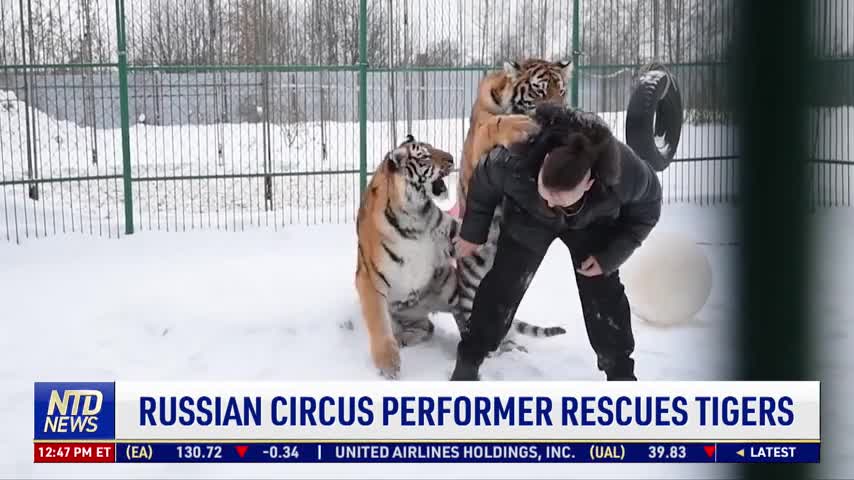 Russian Circus Performer Rescues Tigers