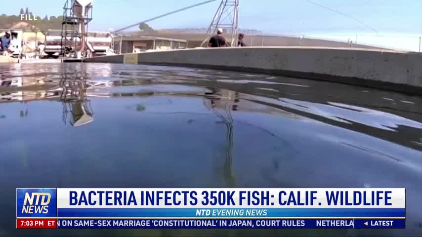 Bacteria Infects 350,000 Fish: California Wildlife