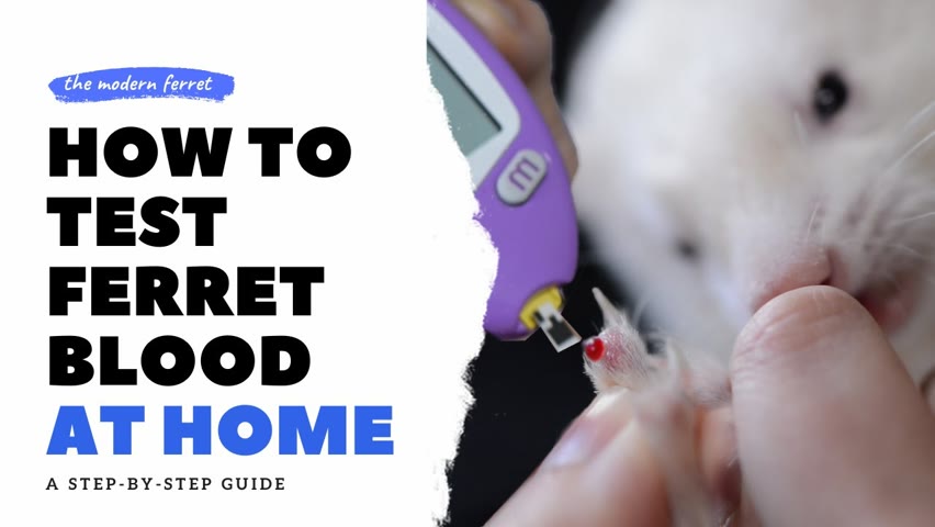 How to Test Ferret Blood Glucose for INSULINOMA | Ferret Care