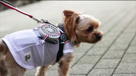 Переносные вентиляторы сделали для собак в Японии