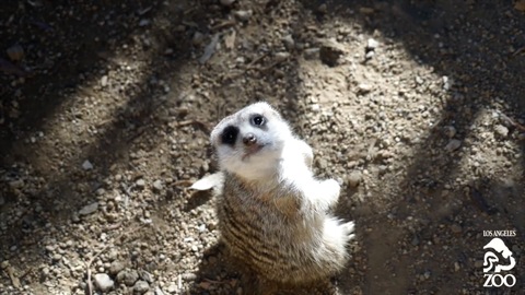 Los Angeles Zoo puts new ‘mob’ of meerkats on exhibit