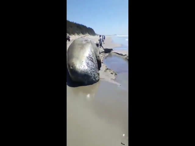 Police Investigate After Dead Whale Found With Jaw Sawed Off on Beach