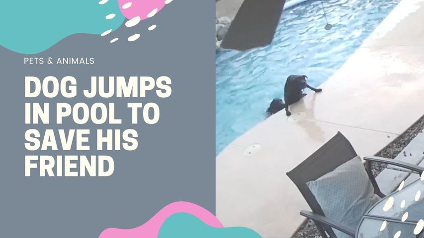 Dog Jumps in Pool to Save His Friend