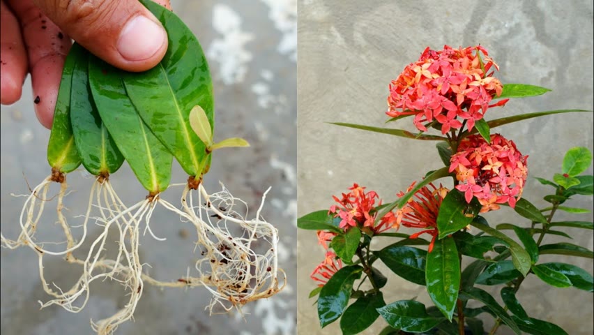 How to grow Ixora coccinea from leaves simple and effective with updates