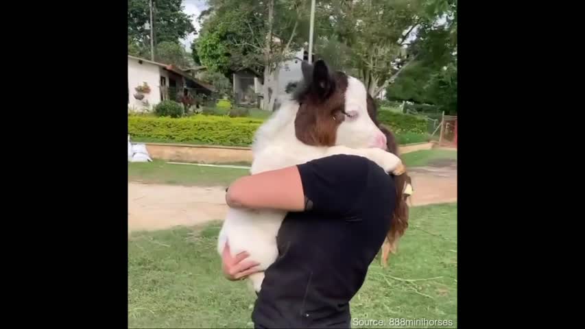 Baby Horse Is Showing Love And Gratitude to the Woman