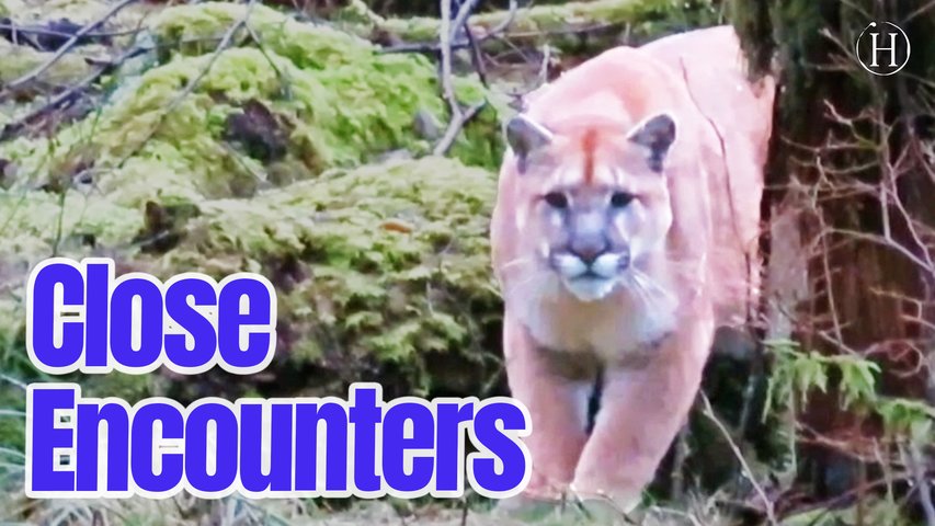 Close Animal Encounters | Humanity Life