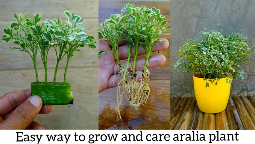 How to grow and care for Aralia simple and effective with updates