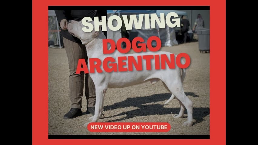 SHOWING DOGO ARGENTINO IN THE IABCA