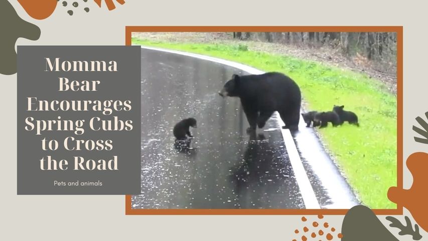 Momma Bear Encourages Spring Cubs to Cross the Road