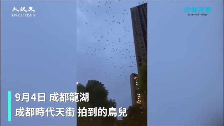 【焦點】魚群跳出水面🎯鳥類亂飛 地震前後的怪事曝光💥  | 台灣大紀元時報