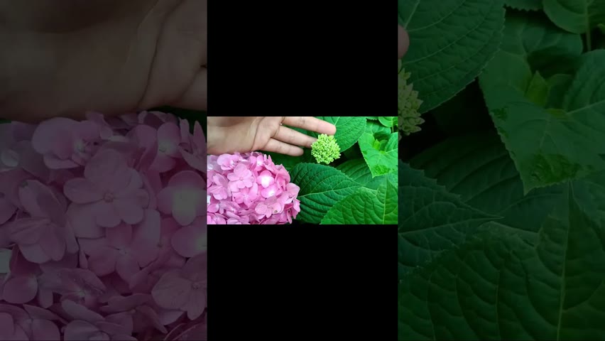 Hydrangea flower #hydrangea #flowers