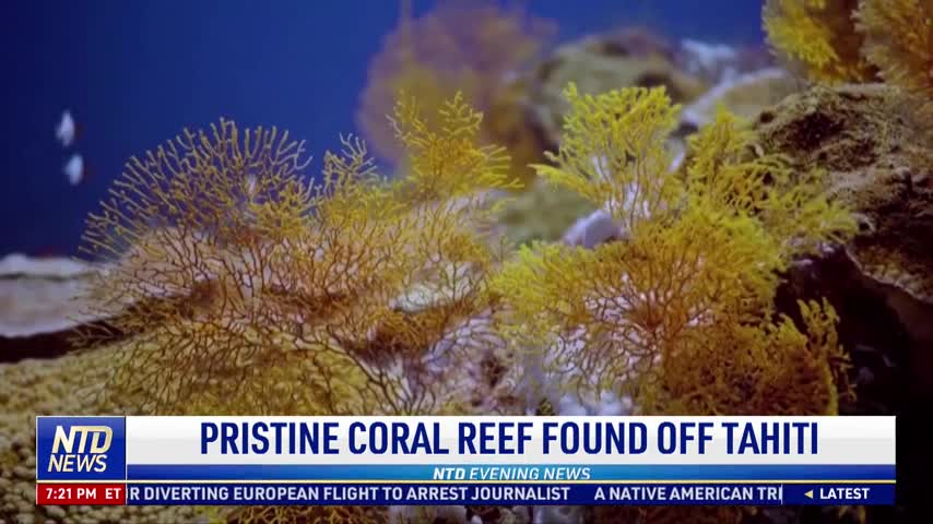Pristine Coral Reef Found Off Tahiti