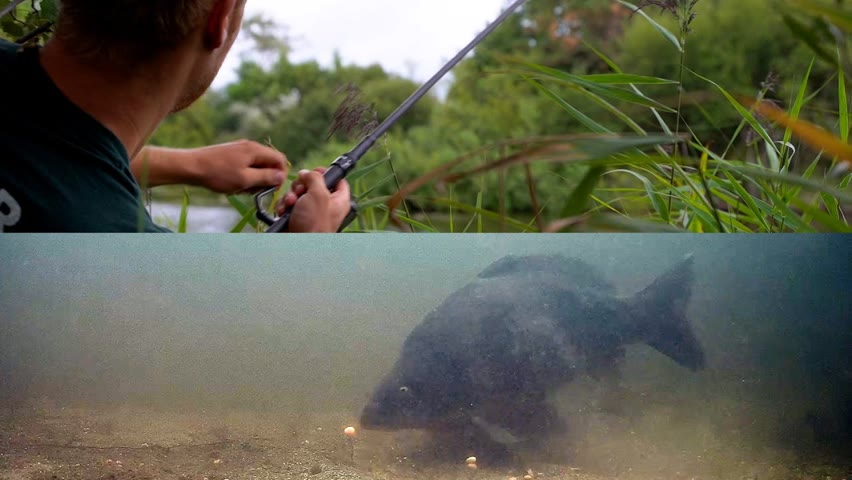 Catching wild carp underwater and testing sonar (deeper)