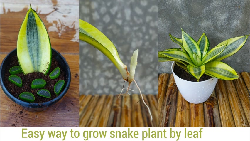 Snake plant propagation by leaf in easy way