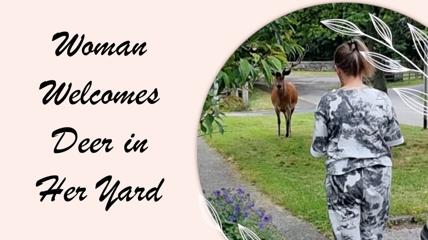 Woman Welcomes Deer in Her Yard While Feeding Him