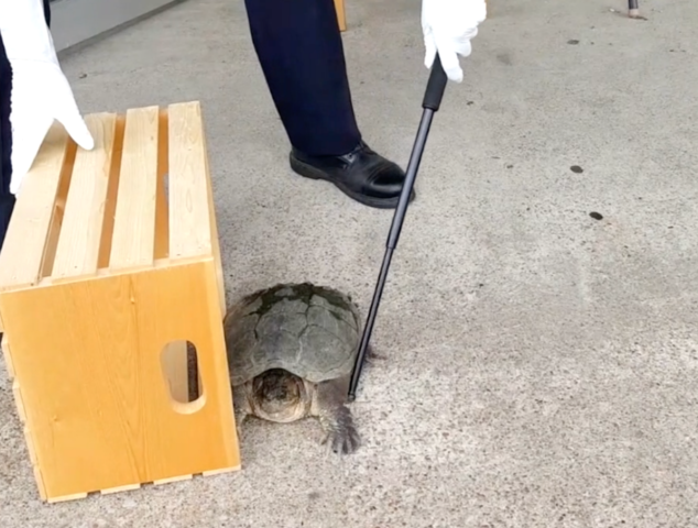 Police Officer Tries to Trap Snapping Turtle