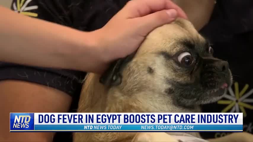 Dog Fever in Egypt Boosts Pet Care Industry