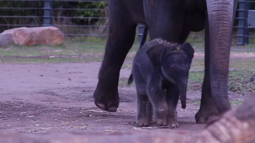 Nace bebé elefante en el Zoológico de Taronga, Dubbo