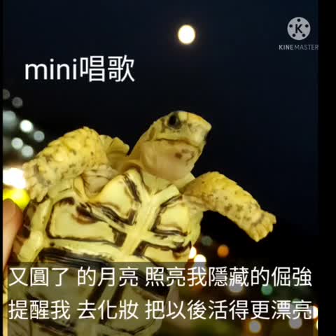 mini 在月光下唱歌 Part2 #又圓了的月亮 #烏龜唱歌 #薩爾瓦多豹紋陸龜