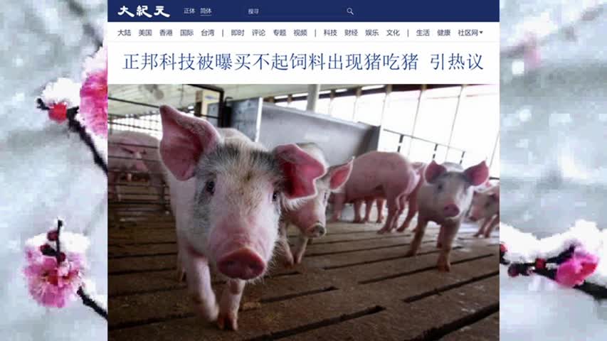 正邦科技被曝买不起饲料出现猪吃猪 引热议 2022.07.25