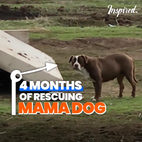 Incredible rescue of mama dog after trying for 4 months!