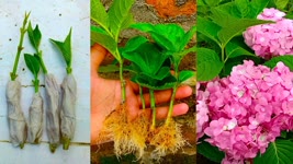 How to grow Hydrangea flower using Tissue paper | Easy gardening