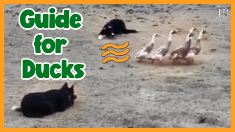 Dogs Lead Ducks Through Tricky Obstacle Course | Humanity Life