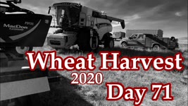 Wheat Harvest 2020 - Day 71