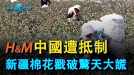 H&M中国遭抵制 新疆棉花戳破惊天大谎 - EP48