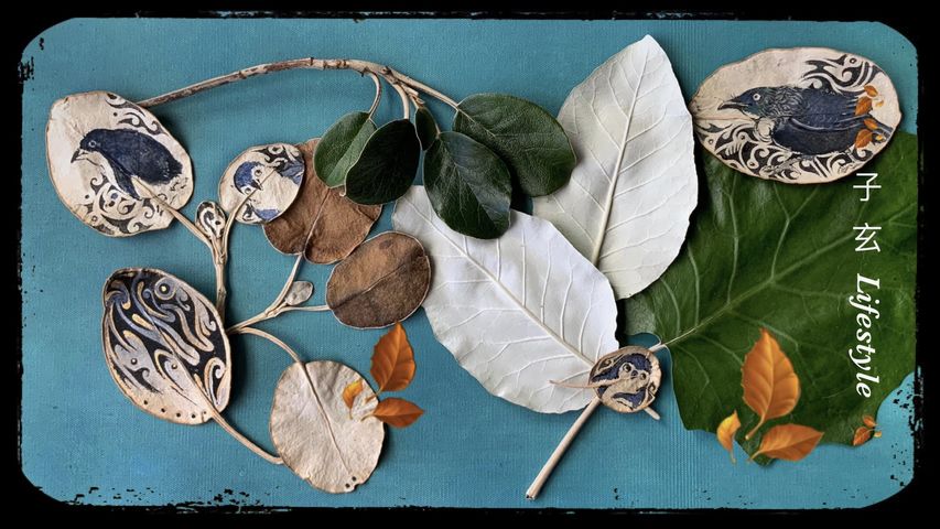 新西兰植物 之 天然纸张/这种树叶很有名/Brachyglottis rotundifolia & Brachyglottis repanda/子玄 Lifestyle