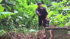 Find medicinal plants , stocked food for the rainy season - survival skills | episode 21