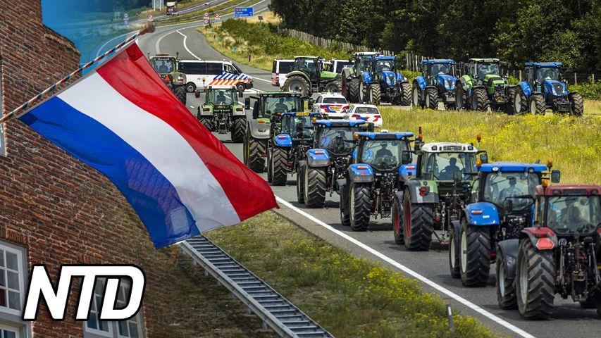 Politiker: Tvångsuppköp av nederländska lantbruk inleds | NTD NYHETER