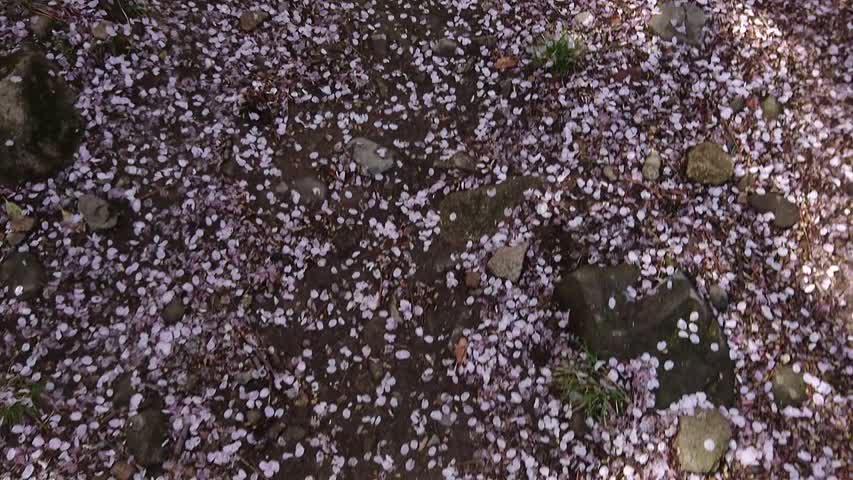 Cherry blossom carpet