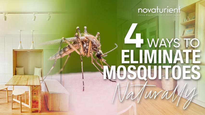 4 Ways to Eliminate Mosquitoes Naturally  | Simple and Effective |  Chemical Free