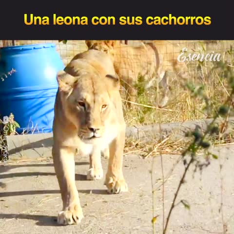 Una leona con sus cachorros recién nacidos 